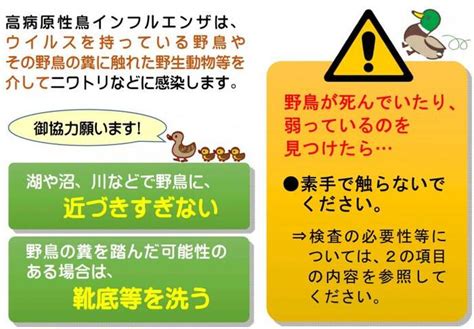 鳥死|野鳥が死んでいるのを見つけたら・野鳥との接し方について